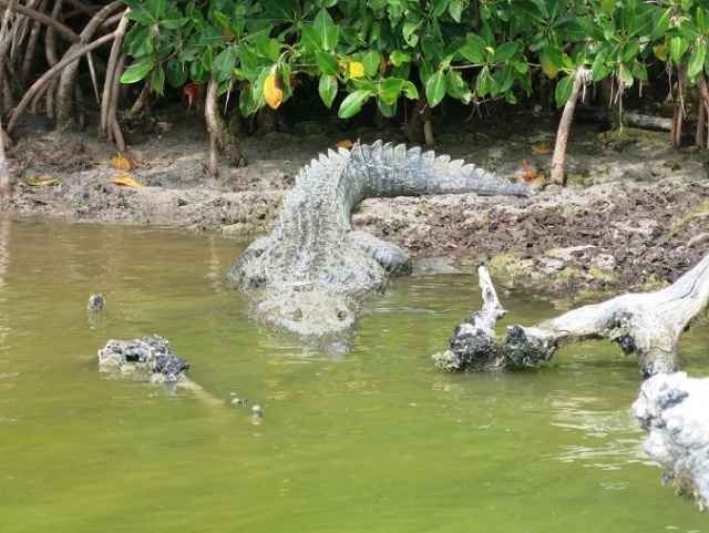 cocodrilos en manglaternera